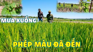 Thế Nhân  Ruộng Lúa Còn Sót Lại Của Mùa Khô Ở Nông Trại Số 1 Bản Kapingala Liệu Có Thành Công [upl. by Irak]