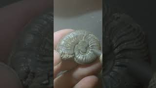 Pyrite Ammonite [upl. by Adamo]