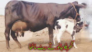 Farisien cross cow 🐄 03124578623In Punjab Pakistan on YouTubeDate 061124 [upl. by Lief]