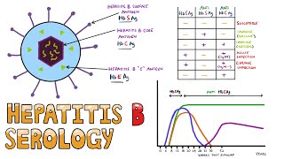 Hepatitis B Serology MADE EASY  How to Interpret Hepatitis B Serology in under 5 minutes [upl. by Kristof]