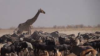 Etosha waterhole [upl. by Sparrow]