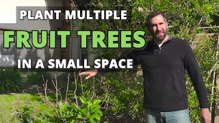 How to Plant Multiple Fruit Trees in a Small Space  High Density Back Yard Orchard Culture [upl. by O'Dell937]