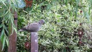 Vogelgezwitscher  Beobachtungen im Garten [upl. by Nanyk672]