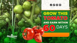 START EARNING WITHIN 2 MONTHS AND HARVEST FOR UPTO 13 MONTHS ALSTON F1 [upl. by Ymrots]