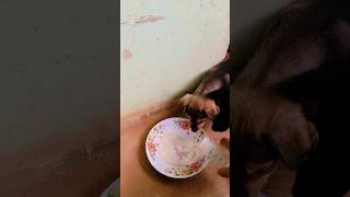 Puppy eat milk dog puppy animals doglover [upl. by Limhaj]