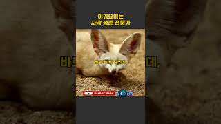 사막의 생존 전문가 귀요미 페넥여우 fennecfox 여우 동물 [upl. by Yltnerb]