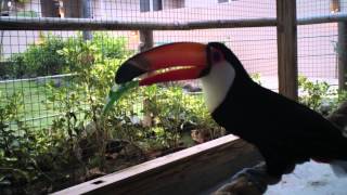 Toco Toucan Courtship Vocalization [upl. by Gibbons]