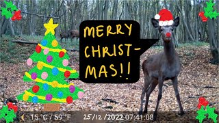 Wildlife Trailcam UK  Christmas 2023 [upl. by Gabrila950]