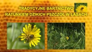 Tradycyjne Bartnictwo [upl. by Ivo]