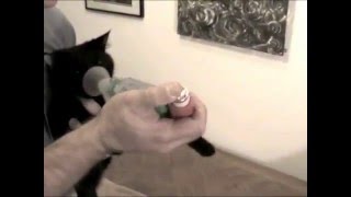 AeroKat Feline Aerosol Chamber  Demonstration [upl. by Stavros]