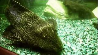 AQUARIUM FULL HD  Artys Fische [upl. by Virnelli912]