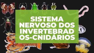 SISTEMA NERVOSO DOS INVERTEBRADOS CNIDÁRIOS [upl. by Martguerita]