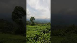 Nallamudi pooncholai Valparai valparai travel shorts trending [upl. by Newcomb807]