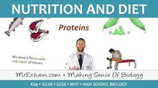 Nutrition and Diet  GCSE Biology 91 [upl. by Nus]