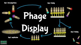 Phage Display Technology  Biopanning  How Does Phage Display Work [upl. by Nrublim24]