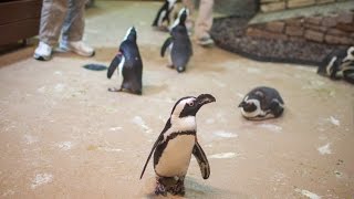 HUGE BIRTHDAY SURPRISE Newport Aquarium Penguin Encounter [upl. by Gaillard988]