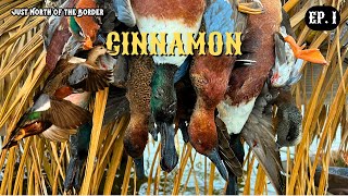 Ep 1 “Cinnamon”  California Duck Hunting Public Land Cinnamon Teal [upl. by Fredie]