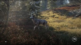 PCゲーム THE HUNTER CALL OF THE WILD 【ゲーム実況】 [upl. by Ahsar532]