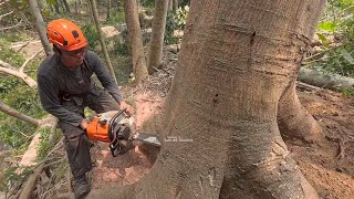 Dangerous  Cutting tall Albasia Trees stihl ms 261 [upl. by Ahseia734]