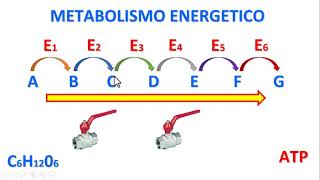 IL METABOLISMO ENERGETICO [upl. by Ainorev987]