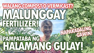 MALUNGGAY FERTILIZER PAMPATABA NG HALAMANG GULAY NAPAKADALING GAWIN  Haydees Garden [upl. by Swayne]