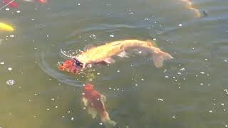 LARGE ALBINO CATFISH IN KOI POND [upl. by Doss815]