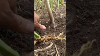 Checking garlic ready for harvest growyourownfood vegetables homegrown garden FreshGarden fyp [upl. by Combes388]