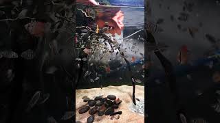 Adding Stunning Angelfish to My Aquarium fishfarming aquariumlife fishlover angelfish [upl. by Zed]