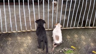 Two Soaked Puppies Kneel by The Door Pleading for Open Hoping to Be Warm Like the Friend Inside [upl. by Infield]