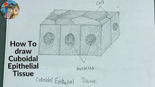 How To Draw Cuboidal Epithelial Tissue step by step  howtodrawcuboidalepithelialtissue [upl. by Yenettirb]