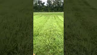 Super Tall Grass  Will the Scag Choke lawncare tallgrass asmr [upl. by Stuppy473]