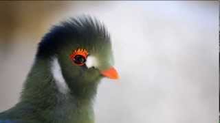 Turaco cariblanco Bioparc Valencia [upl. by Kin]