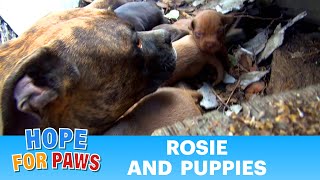 Rescuing a family of dogs with help from iPhone and You Tube Please share dog [upl. by Notniuq]