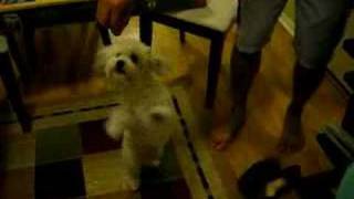 havanese circus training [upl. by Devina]