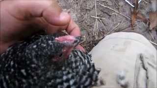 How to tell a Barred Rock from a Dominicker [upl. by Greeley]