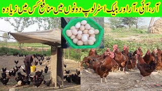 Best Australorp And RIR Hen Farming in PakistanHen farming in Pakistan Australorp And RIR Profit [upl. by Ruggiero]