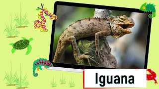 Educational Video  Reptiles and Amphibians  English for Kids  Kids Vocabulary [upl. by Iy29]