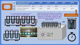 AQA A LEVEL BIOLOGY  REQUIRED PRACTICAL 11 TESTING FOR GLUCOSE IN URINE [upl. by Aikrehs]