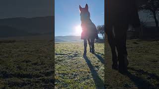 Fionka sunrise morning horse horses Slovakia farm farmlife slovakvillage horselover [upl. by Lajib]