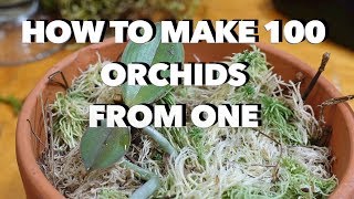 How to Make 100 Orchids From One Without Keiki Paste [upl. by Amalee]