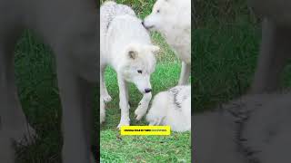 Wolves The Social Predators You Didnt Know About [upl. by Acinnad]