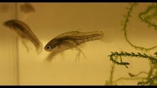 Goodeid Fry Update RedTail Splitfin Dropped Fry 1st Lots of Baby Fish w Trophotaenia [upl. by Enyaz]