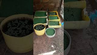 DIY FARM azolla in containers agriculture farming [upl. by Akinek]