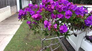 Tibouchina semidecandra flowers  princess flower  lasiandra  glory bushes HD 09 [upl. by Norby]