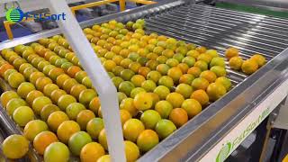 Citrus Cleaning Waxing Drying Sorting MachineKinnow Mandarin Fruit Processing Grading Line [upl. by Anyaled]