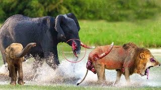 Angry Elephant attacks Lion very hard  Wild animals attack [upl. by Errick]