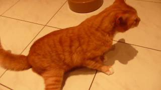 Epileptische aanval kater Max [upl. by Tullius]