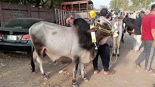 🕋🐄 EidUlAzha Bulls Qurbani SpiritualCelebration EidPreparations Eid2024quot [upl. by Eiclek]