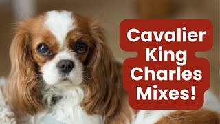 Top 17 Irresistible Cavalier King Charles Mixes [upl. by Kellsie]