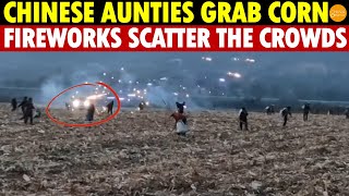 Chinese Aunties Rush for Corn Across the North Dispersed by Fireworks Being Fired [upl. by Enoob]